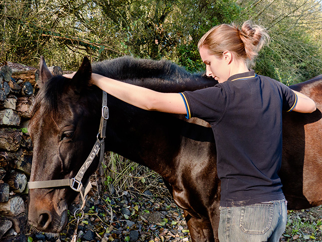 Eugénie DELAUNE, professeur ostéopathe animalier, structurel, viscéral et crânien - Traitement ostéopathique du tic à l'appui chez le cheval